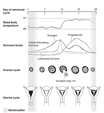 ovulation and conception the royal womens hospital