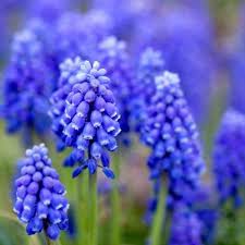 Hyacinth absolute oil is basically a solvent that is extracted from the flowers using ethanol. Hyacinth Absolute Hyacinthus Orientalis Natural Alchemy