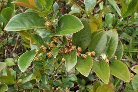 Image result for Aphloia theiformis