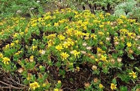 Image result for Alectra sessiliflora