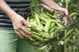 104 likes · 30 talking about this. All About Fava Beans Guide To Beans Broad
