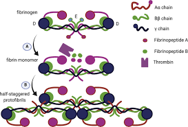 Image result for Fibrinogen