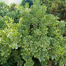 Image result for Pittosporum abyssinicum