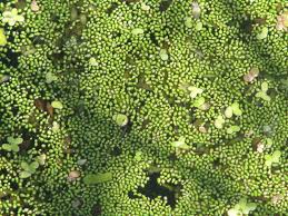 Image result for Wolffia