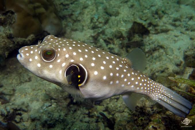 White Spotted Pufferfish – Facts and Photographs | Seaunseen