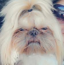 Male shih tzu akc (cha > charlotte nc ) pic hide this posting restore restore this posting. Tiny Paws Imperial Shih Tzu Home Facebook