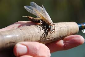 5 out of 5 stars. What Is A Salmonfly And Why Do Anglers Love Them