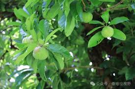 图集| “国际森林日”——走进绿意盎然的塞舌尔_中国非洲总商会