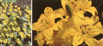 Image result for Liliaceae