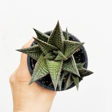 Image result for Haworthia limifolia