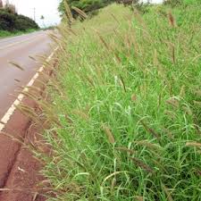 Image result for Cenchrus polystachios