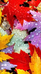 Nature Nature Autumn Leaves Wallpapers Autumn Leaves Wallpaper Autumn Leaves Photography Leaf Photography