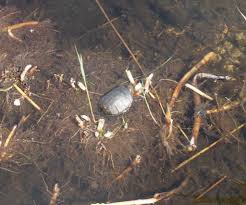 Check spelling or type a new query. Wpf Biologie Exkursion In Die Lobau Brg 16