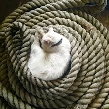 Profile for Yankee Ferry