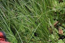 Image result for Oxycaryum