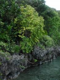 Image result for Xylocarpus