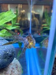 Tropical fish are common passive mobs found in oceans. Tong S Tropical Fish Pets 208 Photos 330 Reviews Local Fish Stores 8976 Warner Ave Fountain Valley Ca Phone Number