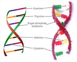 Make A Candy Dna Model | Stem Activity
