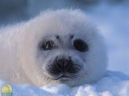 Pin On My Favorite Animal D