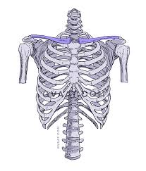 Structure of a typical rib: How To Draw The Human Back A Step By Step Construction Guide Gvaat S Workshop