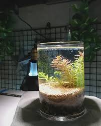 Mini Planted Cylinder Glass Tank Video In 2020 Diy Fish Tank Aquascape Aquarium Fish Tank