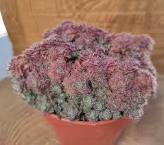 Image result for Crassula setulosa