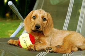 Image result for štýrský brakýř