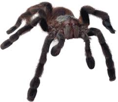 Ftipng is a free to use png gallery where you can download high quality transparent png images without any background, all png images can be used for. Free Transparent Venom Png Images Download Purepng Free Transparent Cc0 Png Image Library