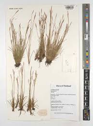 Image result for Bulbostylis scabricaulis