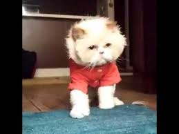 Michael Jackson Son Sarkisi Ile Dans Eden Kedi Kedi Jackson Michael Jackson