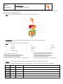 Teacher guides, lesson plans, and more. 2 2 Gizmo Digestivesystem On Level