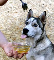 Pin On Husky Diet