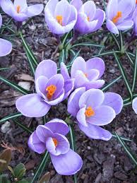 Maybe you would like to learn more about one of these? 19 Of The Earliest Blooms To Look For In Spring Early Spring Flowers Spring Flowers Planting Flowers