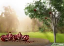 Maybe you would like to learn more about one of these? 3 Ways To Grow A Pomegranate Tree Wikihow
