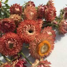 Pin On Flowers