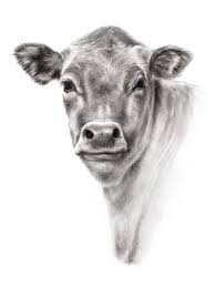 Cow By Mississippinorth On Etsy Farm Art Cow Drawing Cow