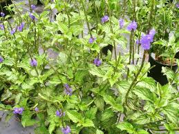 Image result for Stachytarpheta indica
