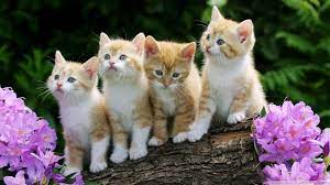 Find the best baby kitten wallpapers on getwallpapers. Hd 16 9 Kitten Wallpaper Beautiful Cats Kittens Cutest