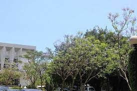 藍花楹 臺北市立教育大學 大地遊蹤 nidbox盒子 plants growing