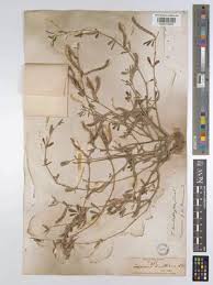 Image result for Tephrosia pentaphylla