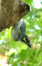 Pin On Bird Watching Thailand