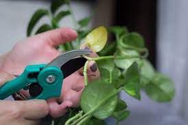 We did not find results for: How To Care For A Golden Pothos Hunker Golden Pothos Golden Pothos Care Pothos Problems