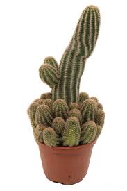 If you can't open the front door, try the back door, am i right? Cactus Succulent Plant Peanut Cactus Height 24 Cm