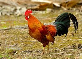 The gallic rooster is the national animal of france. France Animals The Veganary