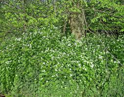 Image result for Lobelia petiolata