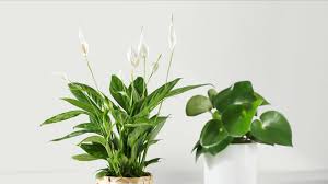 How to select indoor house plants? Indoor Plants Flowers Ikea