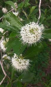 Image result for Pavetta zeyheri