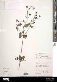 Image result for Bidens pinnatipartita