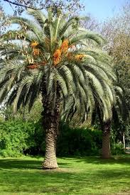 Image result for Arecaceae