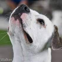 The big dog has managed to win 2 races in its career so far. Big Dog Ranch Rescue Jobs Glassdoor